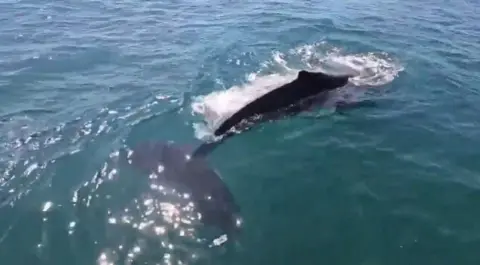 Tristan Northway The whale seen from above which part of its body breaching the water.