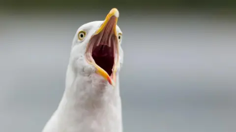 A gull with white features, yellow eyes and yellow beak calls out.