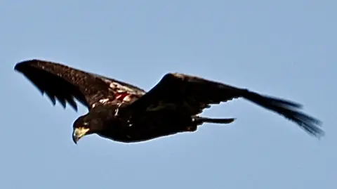 Gary Roberts A white-tailed eagle soars in the sky with its brown and white coloured wings spread out wide as it glides through the air on bright, clear day