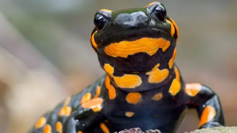 Getty Images Salamander