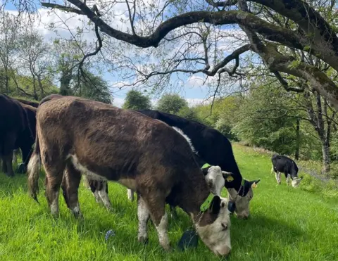 National Trust Cows with their GPS collars on