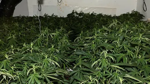 West Yorkshire Police A room full of cannabis plants.