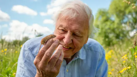 BBC/Passion Planet Sir David Attenborough, a man of 99 years old, wears a pale blue shirt and is in a meadow gazing at a tiny harvest mouse sitting on his fingertips