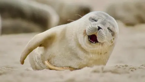 A cream coloured seal lying on a beach and appearing to smile