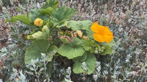 Luke Deal/BBC A pumpkin plant growing in a field. It has green leaves and some yellow flowers growing.