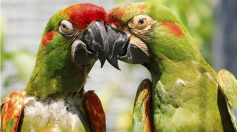 Twycross Zoo's new red-fronted macaws   