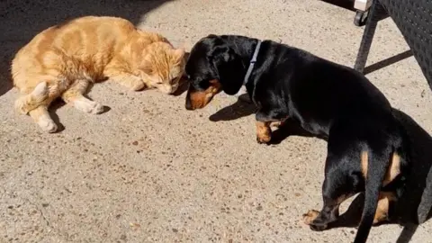 Pennard Vets A ginger cat lies on a sunlit concrete surface while a black and brown dachshund stands facing towards it, with the two animals positioned close together in an outdoor setting.