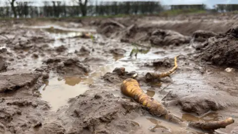 Parsnips in a flooded field