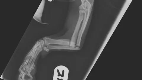 Supplied An x-ray showing the bones of a cat's leg held at a curved angle.