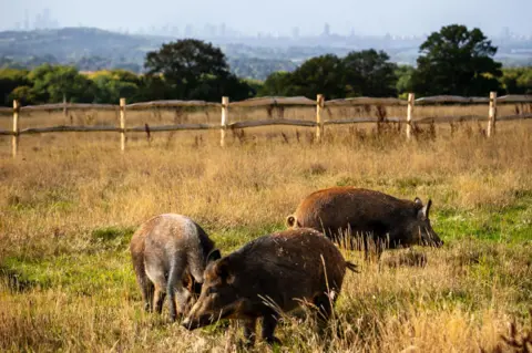 Jonathan Perugia for Nattergal Three brown pigs in a field of brown and green grass with a fence behind them, and skyscrapers of London behind that on the horizon