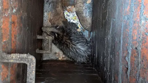 RSPCA Badger down a manhole