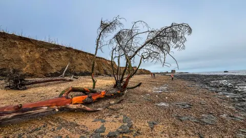 Anna Sukeforth Bawsdey beach with a tree down, the sandy cliffs behind and a few people walking in the distance