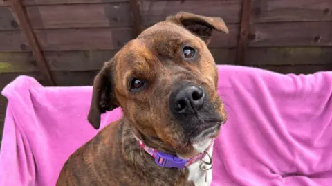 RSPCA Suffolk Central A close-up image of Maisy the Staffordshire Bull Terrier cross breed dog. She has a brindle coat and is looking directly into the camera with her head titled. She is sitting on a bench which is covered with a pink blanket.