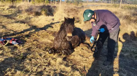 Swanage Fire Station The pony, having been pulled out of the marshland, is sat next to a person who is leaning over him.