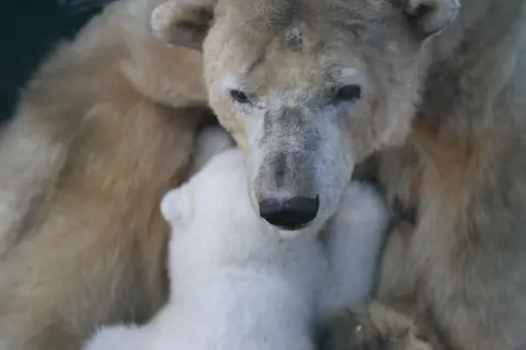 RZSS Brodie suckles on Victoria. The cub is cradled close to his mother.