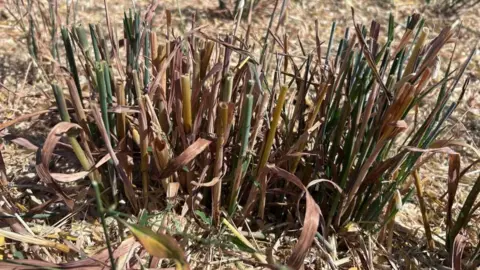 Kate Bradbrook/BBC Dried crops, that have been cut in a field. 