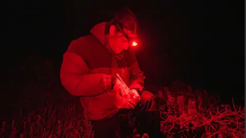 Chester Zoo A male conservationist, wearing a coat and a red spectrum head torch, reaches into a container to release some of the snails in the dark