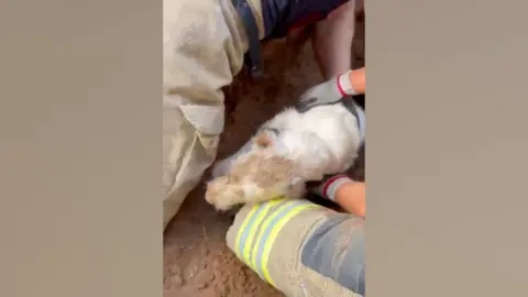 Dog being pulled out of a badger tunnel