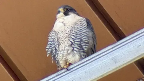 A fluffy bird of prey with grey and white patterned feathers perched on a metal bar with an orange background. 