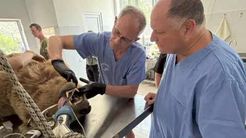 A sedated brown bear lies on its back on a silver operating table. One man in blue scrubs looks at the animal, which ahs a tube in its mouth, while another man wearing black medical globes has his fingers in the bear's mouth.