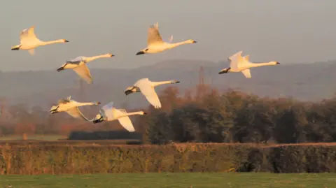 WWT A group of seven Bewick's swans flying in a diamond formation over a field at sunset. There is an orange glow over their white feathers, and they all have their wings spread out. In the distance there are more fields, hedges and trees. 