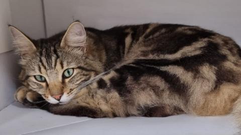 A tabby cat is curled up. It has green eyes.