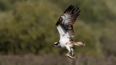 RSPB/Steve Ripley An osprey flying through the air, carrying a fish in its left foot