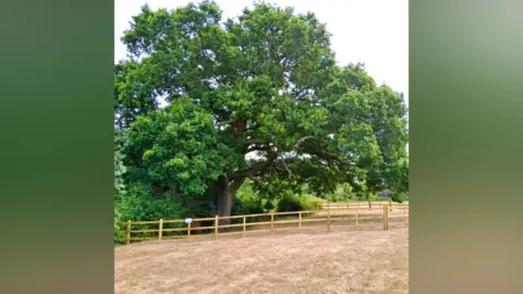 A large oak tree surrounded by a wooden fence. The grass in the foreground in brown.