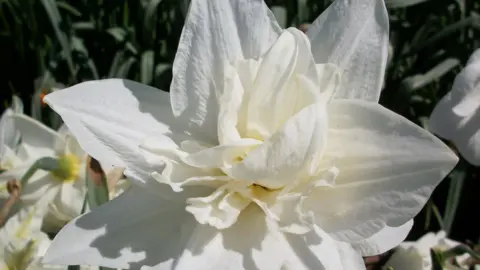 RHS A white daffodil with a white center in a different shape 