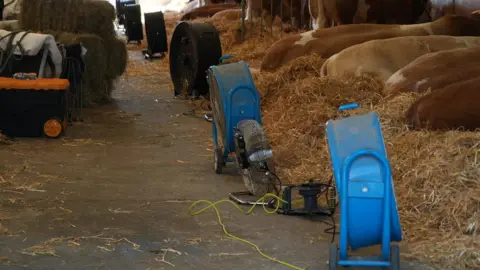 Shaun Whitmore/BBC Blue industrial fans are set up close to the cows, which are lying down in a shed.