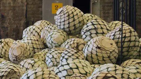 Agave hearts