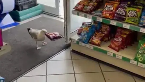 Sally Toogood A seagull can be seen with a packet of crisps in his beak in a store