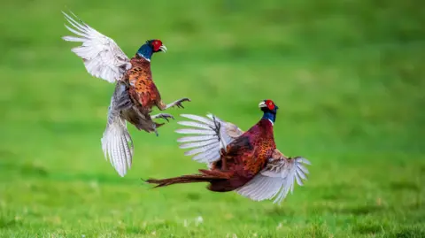 Andy Wilson/The Lost Gardens of Heligan Two pheasants fighting. They are on grass, and both are in mid-air.