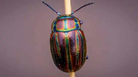 Benjamin Fabian A beetle climbing up a stick. It has a multicoloured back with bands of metallic coloured red, blue and green.