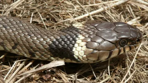Malcolm Farrow/Broads Authority The grey/brown head of a grass snake. It has white and black markings just behind the head. It is on dried grass or straw.