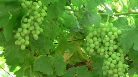 Grapes