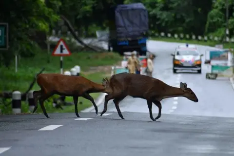 Getty Images Deer crossing a highway in search of dry land after floods hit Kaziranga National Park in Nagaon District of Assam, India, on July 1, 2024