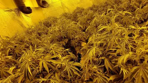 Bedfordshire Police A seas of cannabis plants under a bright golden light