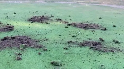 Clare Park Lake Golf Course Holes and scattered earth can be seen on the closely-cut grass of a golf club green.