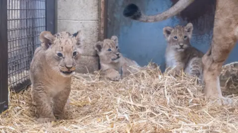 Three lion cubs in a gated enclosure with straw on the floor