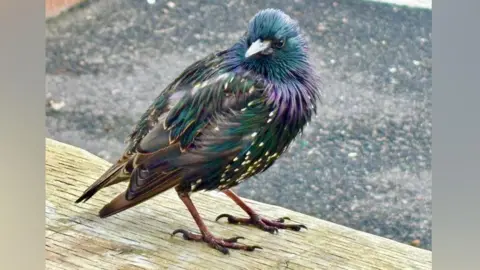 Forever Autumn A starling sits on a wooden chair. The bird has bright turquoise feathers and white decorative spots. 