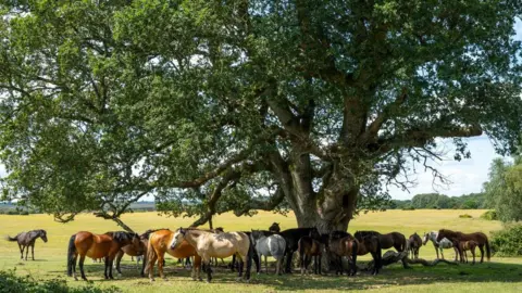 Getty Images A large herd of ponies gather underneath the shade of a huge ancient oak on a bright and sunny day. 