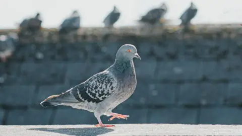 Getty Images A pigeon on a roof. In the background are the blurred shapes of other birds on an adjoining roof.