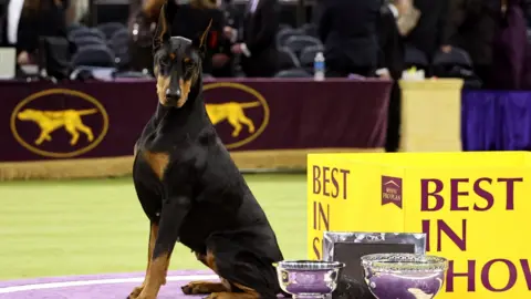 Penny, the Doberman Pinscher, winner of Best in Show, during the 150th Westminster Kennel Club Dog Show.