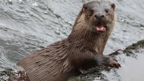 Mary Gibson An otter with wet fur peeking out of the water with it's mouth open