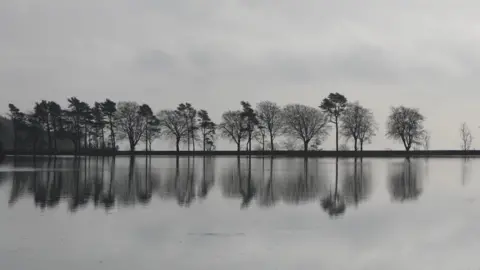 A line of trees reflected in still water