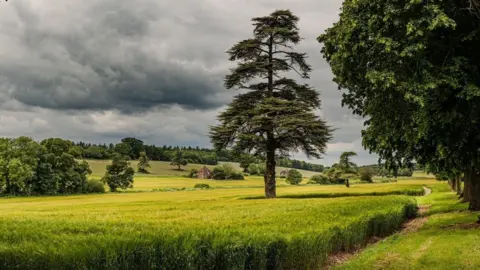 SATURDAY - A tree in a field under a grey sky at Moor Critchel 