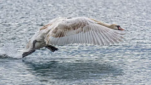 Ian Niven Swan gliding across the surface of the water with wings spread wide, splashing as it begins to take flight.