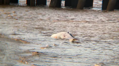 A whale laying on its side in the water next to wooden posts.