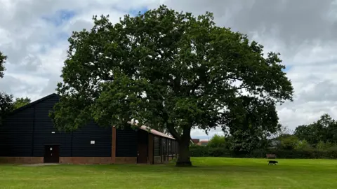 Jodie Halford/BBC An oak tree outside Tolleshunt Knights village hall